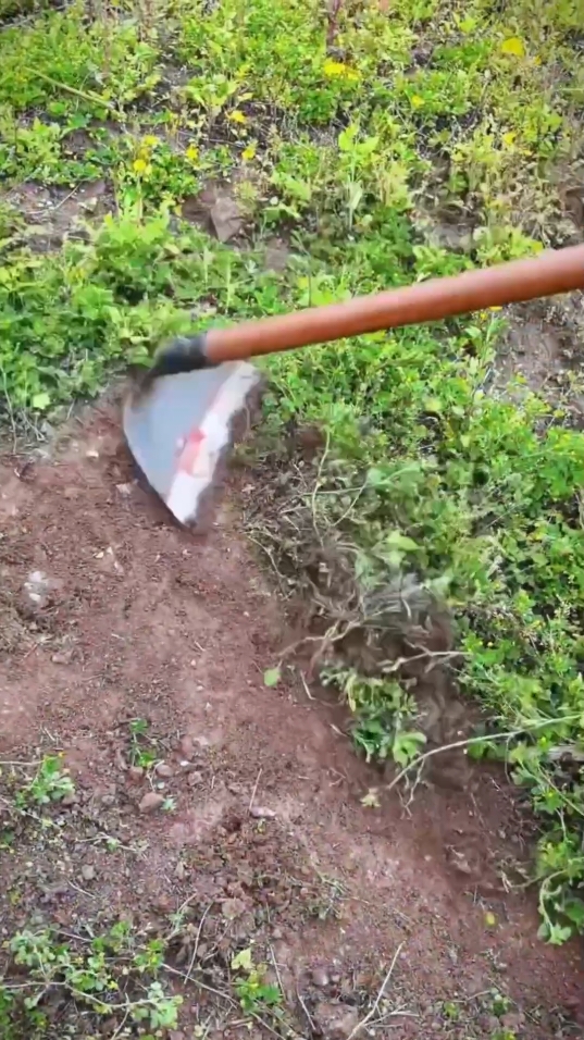 Steel Hardened Gardening Shovel Weeding Hoe Farm Shovel Rake Garden Tools Asarol For Garden#Special hoe for weeding # good agricultural tools # hoes # efficient energy practical tools # hardware tools #fyp#foryou #tiktokshop #goodthing 