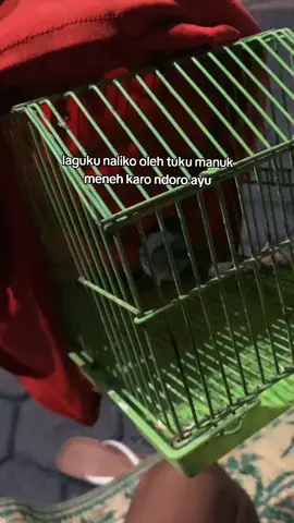 tumbale mie ayam 🙏🏼 #prenjakmaniaindonesia #prenjakmaniasoloraya #kicaumaniaindonesia #kicauburung 