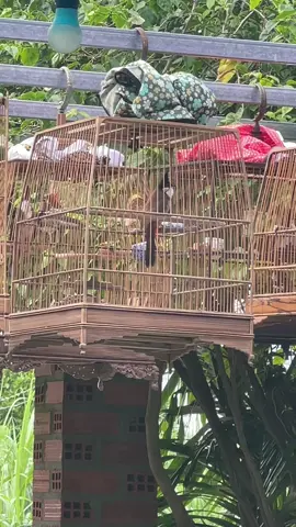 Đang dần trưởng thành