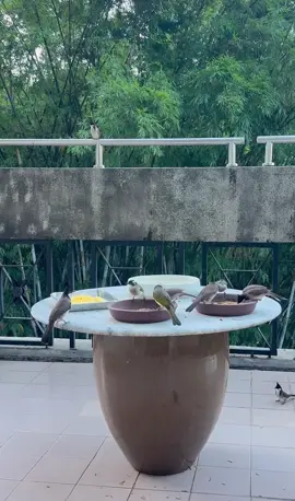 Đồ ăn ngon chim sẽ tự tìm đến : chim chào mào