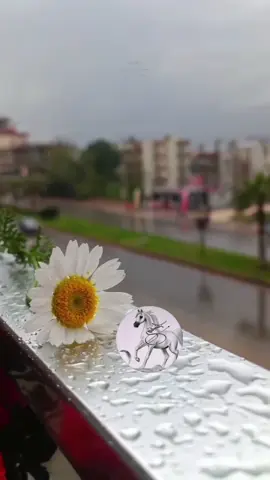 #طير_ما_يداني_حياه_عليها_قيود_و_لا_يداني_ذا_يامره_وذاك_ينهاه 