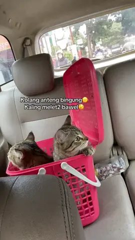 Secuil keaadan otw vaksin #cats #mujaer #vaksinkucingbandung 