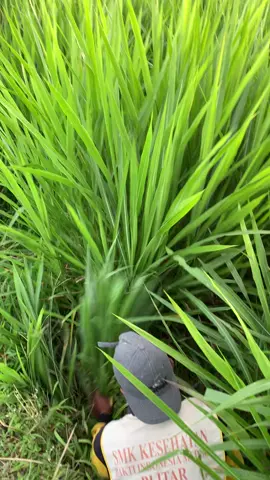 benih rumput ready stok langsung cek keranjang kuning✅🤩#fyp #berandatiktok #benihrumput #berkahwineh 