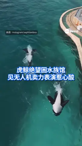 摄影师用无人机拍到已关闭地法国安提布海洋世界园区内，有两头虎鲸困在水池里，原本毫无生气的它们看见无人机后，竟突然卖力表演，仿佛在向世人求助，画面令人心碎。#虎鲸 #求助 #绝望 #法国 Auto translation might not be accurate. Click to see original.