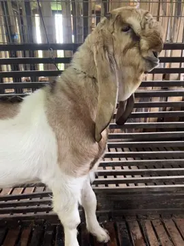 Jantan usia 5bln tb73 tasek nyesss#kambingkaligesing #ettawaindonesia #kandangsobatngaret #ettawaluarbiasa👍👍👍 #jerabangtulungaggung 