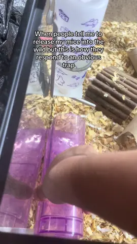 They’d never make it out there I fear 😔 #pets #mice #mousetrap #rodent #fyp 