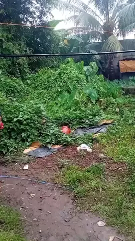 wala klaro #tatskie88 #viraltiktok #LikeFollowShare #ForEntertainmentPurposesOnly 