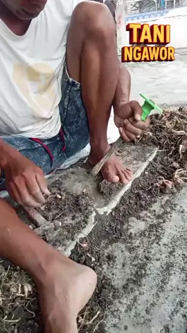 jebule brambang yo ki🤣 #semangatkerja  #fyp  #petaniindonesia🇮🇩🇮🇩🇮🇩🌿🌿  #bawangmerahnganjuk 