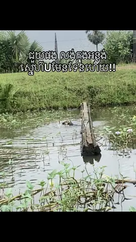 ទៅរួច មកវិញអត់រួច#fyp #dog #gf #ចង់ល្បីដូចប្រូដែរ😹🤣🤣🤣🤣 #fypviralシ @fafe😕 help me