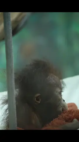 Dễ thương thiệt 😂#khoanhkhacdangyeu #petcute #khỉ 