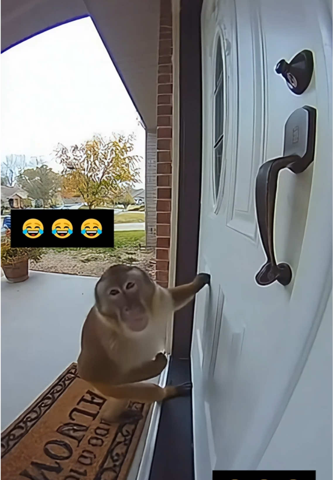 chupapi munhanho 🙏  #meme #funny #monkey #trending #viral 