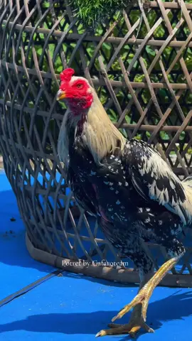 Mangon iq 🏹🐉  #gafaroproject #gafaroprojectjaya #fyp #fypシ  #xyzcba #viral