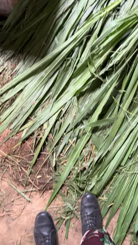 #damaisekali #ternaksapi #nyenipoll 