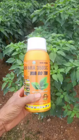 #xuhướng  trị bọ trĩ rầy xanh sau xanh