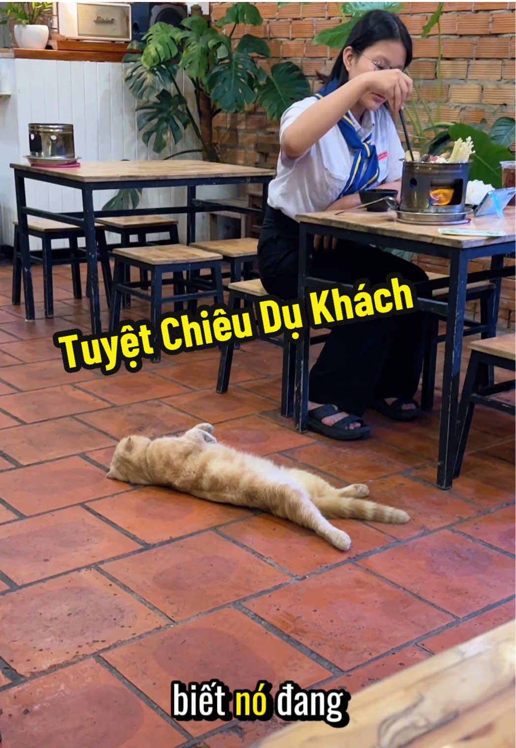 Bồ ơi! Mình xin con tôm được hông #meothugian #meochill #nvnm 