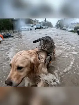 Antos lang jud.#ai #veo3_google #veo3_google #dharlagsai #foryoupage 