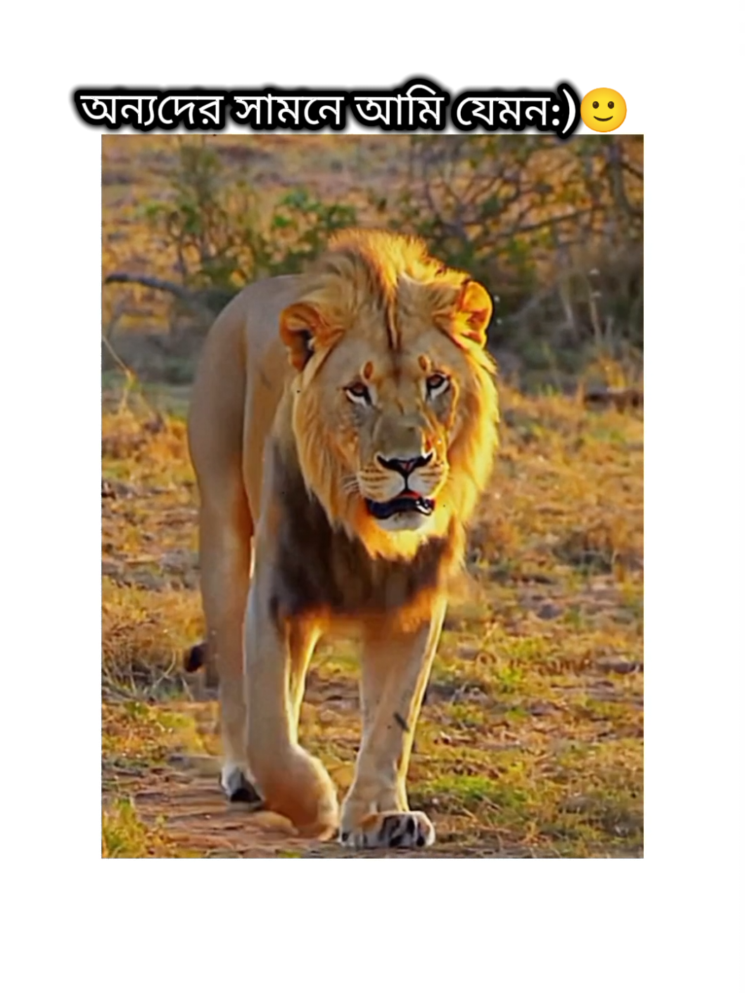 অন্যদের সামনে আমি যেমন-আর আমার শখের বেডির সামনে আমি যেমন..!!😩 #🌸fayzenteam🌸 #foryoupageofficiall #tiktok #videoviralitiktok #bangladesh🇧🇩 @TikTok Bangladesh 