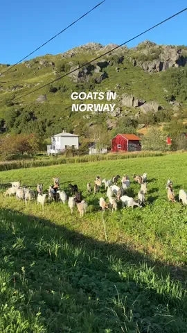 The mini stampede and the baa-ing. So cute 😭  #lofoten #norway 