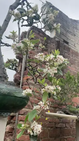 đào bánh xe tàu #daobanhxe 