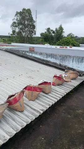 ứng phó với bão #baoyagi #su #suhuong 