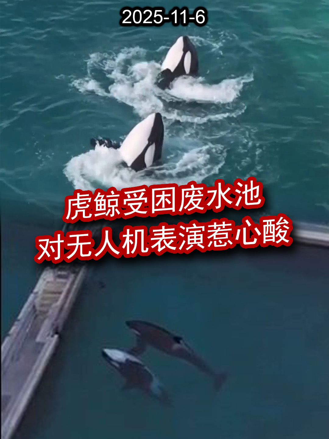 虎鲸受困废水池 对无人机表演惹心酸 【东方头条】 2025-11-6 #tiktoknews #TikTok新闻 #MarinelandAntibes #WikieKeijo #虎鲸 #虎鲸表演