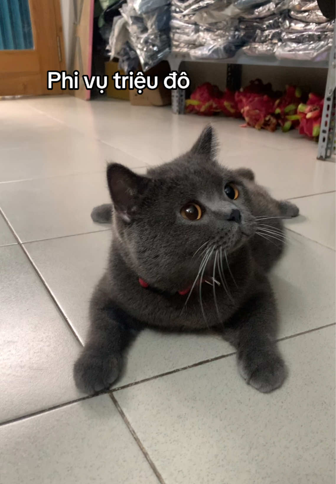 Giật hết cả mình! Ai mua tui mà bán hả bà dà🤣🤣 #meowmoew #2thangmeo 