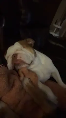 She’s in a milk dud coma, I do think. 🤣🤣🤣 #englishbulldog #bulldogs #bulldogsoftiktok #funnydog #dogssnoring 