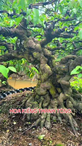 #khế_gân #bonsai  Cây thanh phẩm giaf gân nu giao luu 