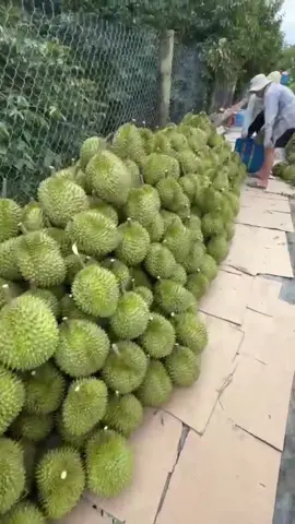 Mùa sầu riêng chín rộ thơm nức cả vườn                                      Ai mê sầu riêng điểm danh nha!☺️#thaonguyencholach #MienTayThuHoach#ThuHoachSauRiengCungBaCon#Mesaurieng#DacsanMienTay