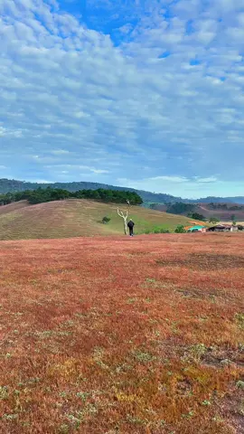 Đồi cỏ Hồng Masara Lâm Đồng #onggiao #nhac #canhdep #xuhuong #thinhhanh 