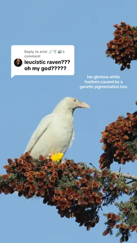Replying to @ariel 🪽🕊️🐦 I miss her deeply. #whiteraven #leucisticbird #raven #alaska 