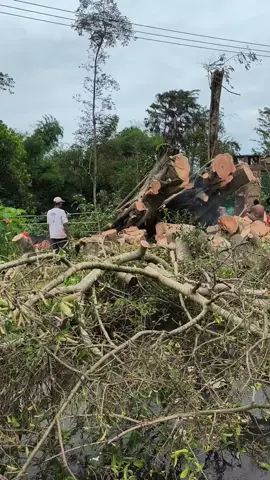 Pohon Bulu di Sumber Bulu Bulu, Wonorejo, Wates, Tumbang.  Akses jalan tutup total. 