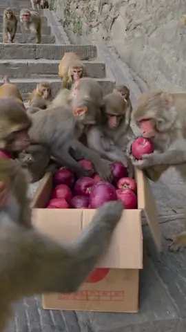 Happy Monkeys Enjoy Their Favorite Fruits | Must Watch Cute Monkey Video 🐵🍎 #happyman #care #viral #help #usa🇺🇸 