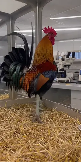 Gà 9 Cựa Của Sơn Tinh ... #thepsieucung #xuhuong #cuaga #gachien #conga 