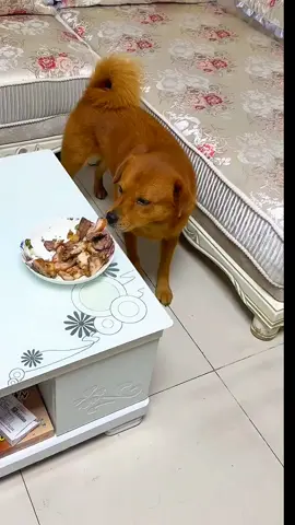 Maaaaaaaaaaaa 😂😅 Xiaopang Funny Video 😂  Watch till End 😁  #xiaopang #funny #dog #viralvideos #viral #fyp #foryoupage❤️❤️ #foryo #10million #usa_tiktok #tiktokpet #petlover #foryouu #usa🇺🇸 