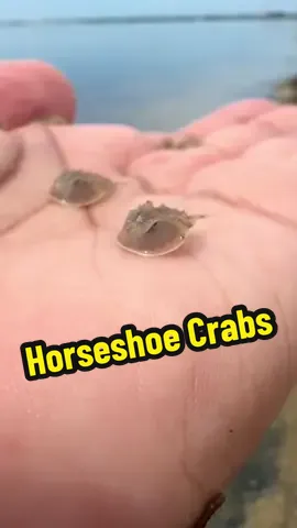 Tiny friends!! 🐚✨