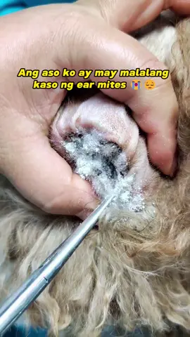 ✨Itchy ears? Scratching nonstop? 👂🐕🐈 #petcare #petearcare #petlover #pettips #pets #puaintaflorfenicol 