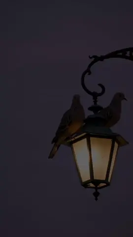 #CapCut #قران_كريم #انا الله وملااكتهو