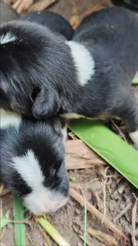 แจกหมาบ้าน ฟรีๆๆ เหลือ ผู้ 3 / เมีย 1 #ต.นาตาขวัญ ระยอง