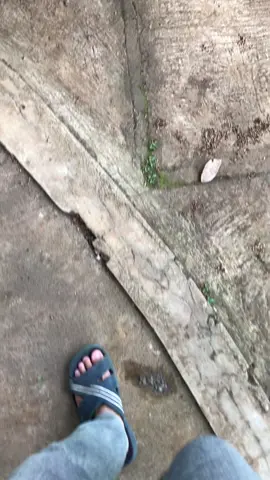 Tutor motor kopling 1.hidupkan motor lalu genggam kopling  2.masukkan gigi 1  3. Lepas kopling secara perlahan dan biarkan dia berjalan bersama pilihannya  #ninjass #twostroke #fyp 