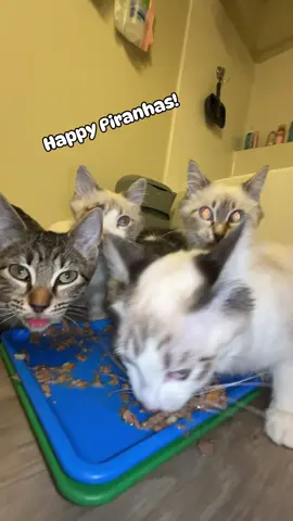 Can you believe these are the same kittens we trapped back in September?? They have come so far from cowering behind the toilet.. they even bust down the door at meal times!  #fosteringsaveslives #fosterkittens #tnr #hungrycat #funnycat