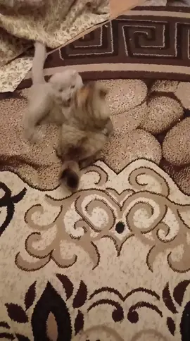 #keşfet mahnı elə bunlara aitmiş😉