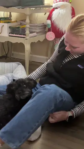 Telling my dog a joke and then obnoxiously laughing to see her reaction. #prankondog #dogprank #joke 