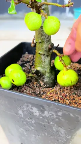 Bổ xung dinh dưỡng cho cây #cachchamcaychanh #giathettongcay #chamcaysuyyeu #chamsungraqua #toanlamvuon 