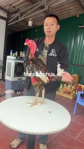 Ta về thả cá nuôi gà,không cần nhung gấm chỉ cầu bình an….!