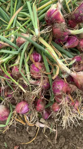 Purwodadi punya 🔥🔥🔥#fyp #bawangmerah 