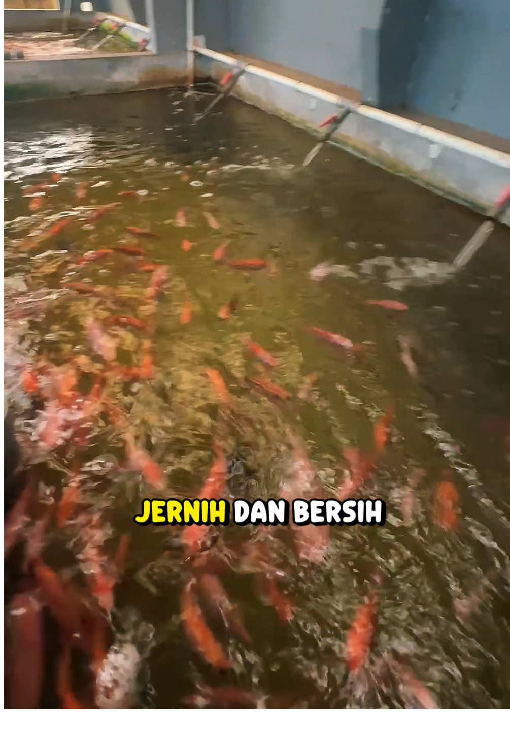 Ingin punya kolam ikan yang bersih, tidak bau, dan tetap bisa jalan walau kamu sibuk kerja? Yuk ikut kelas pelatihan budidaya ikan nila dengan sistem RAS bareng NilaKu ID! 📅 Tanggal: 29 & 30 November 📍 Lokasi: Jakarta Selatan 📞 Daftar sekarang: 0817-894-524 Di kelas ini kamu akan belajar: ✅ Cara kerja dan perakitan sistem RAS modern ✅ Teknik budidaya ikan nila yang efisien & minim risiko ✅ Strategi penjualan hasil panen agar cepat laku ✅ Studi kasus dan kunjungan langsung ke farm! 💡 Tempat terbatas — jangan sampai ketinggalan batch ini! Belajar langsung dari praktisi yang sudah membuktikan keberhasilan sistem RAS! 🚀 #PelatihanRAS #NilaKuID #BudidayaIkanNila #SistemRAS #AquacultureIndonesia           