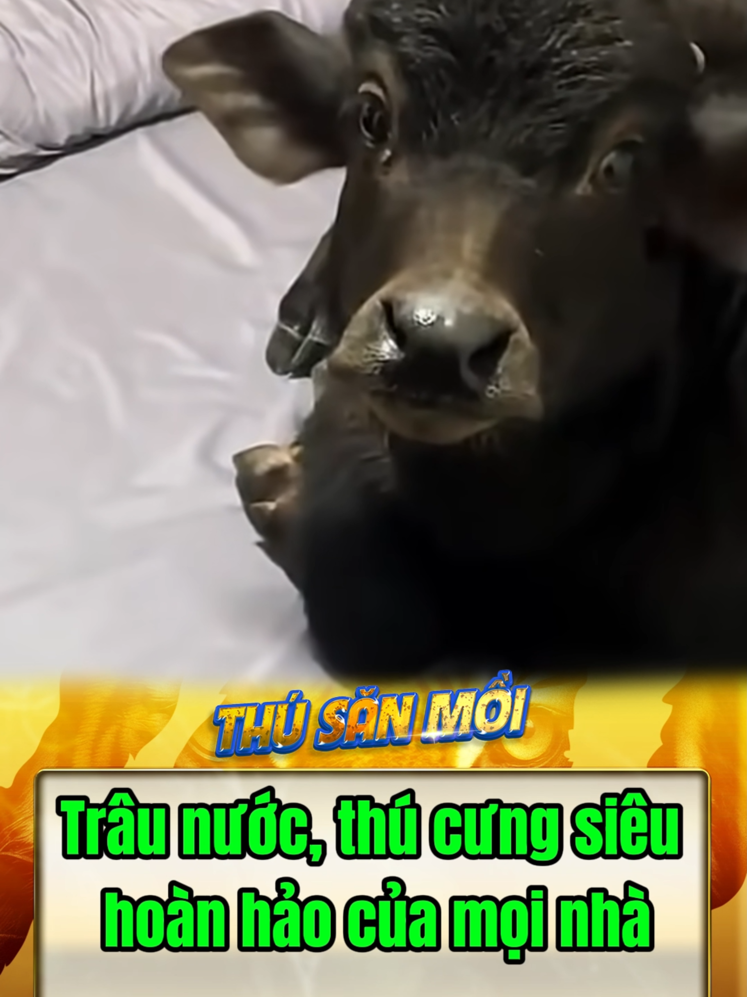 Trâu nước thú cưng siêu hoàn hảo