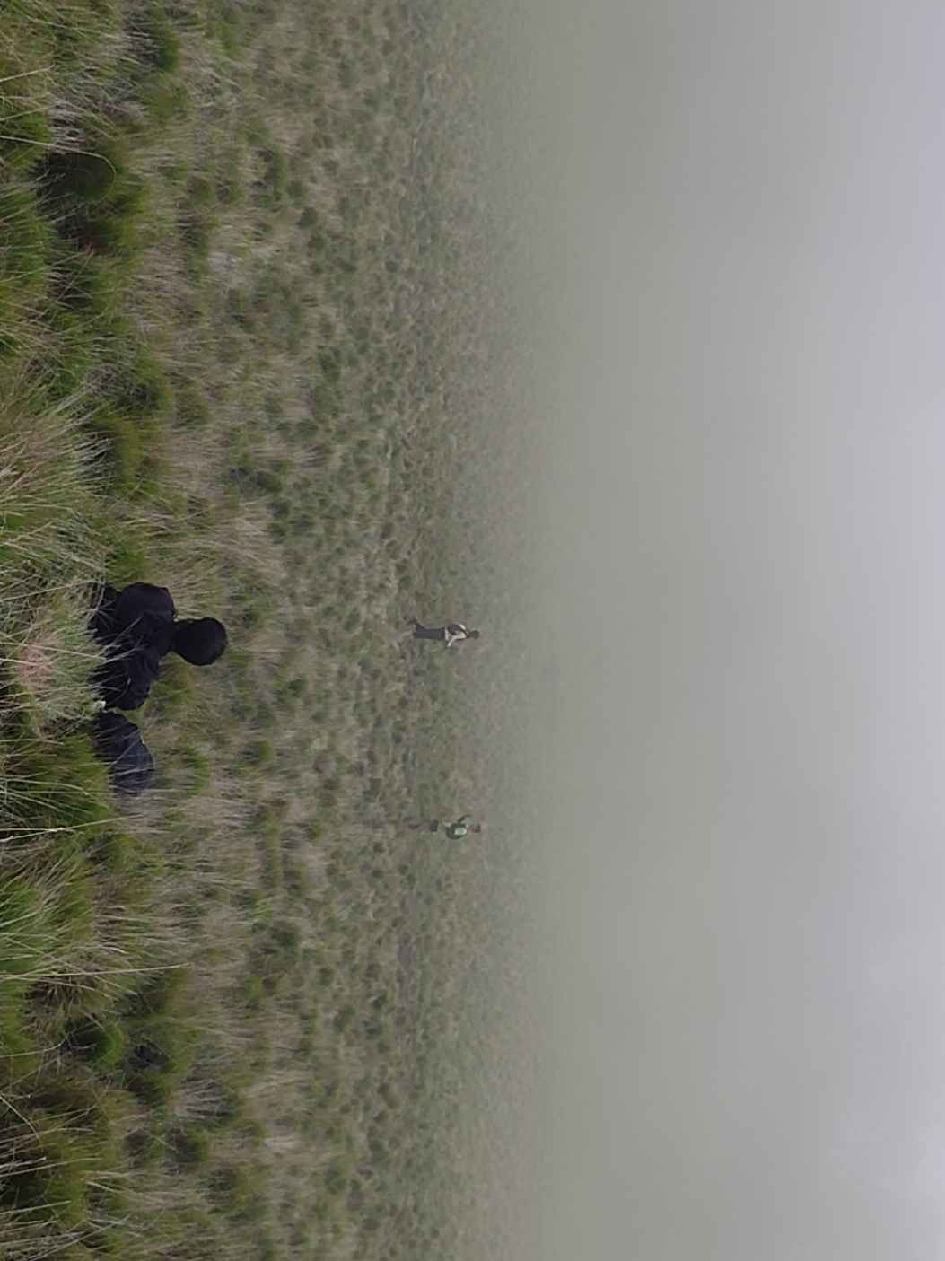 Rindu Sabana Lawu #pendakiindonesia #pendakiindonesia #4u #lawumountain 