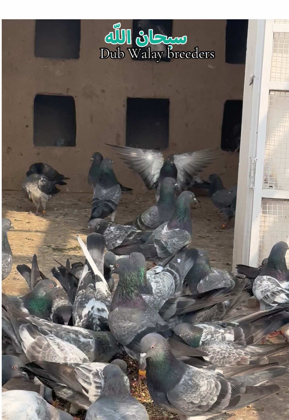 #Dubwalay #tiktok #viralvideo #capcut #shanMultan 